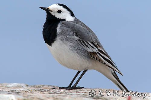 Pliszka siwa, Motacilla alba