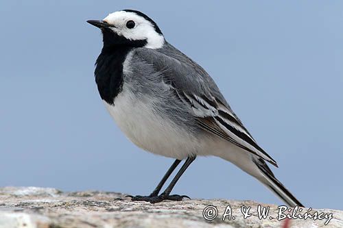 Pliszka siwa, Motacilla alba