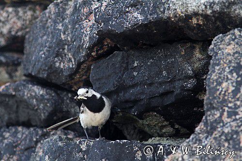 Pliszka siwa, Motacilla alba, white wagtail