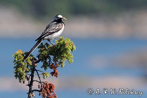 Pliszka siwa, Motacilla alba, white wagtail