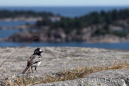 Pliszka siwa, Motacilla alba, white wagtail, fotografia przyrodnicza, bank zdjęć AiW Bilińscy