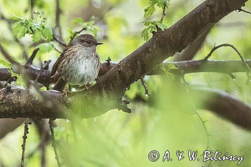 Płochacz pokrzywnica, Prunella modularis,  dunnock, photo A&W Bilińscy bank zdjęć