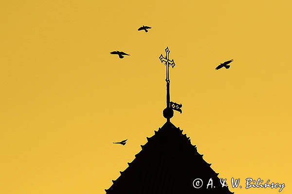 Płock, baszta zamku i wrony