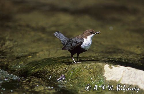 pluszcz Cinclus cinclus)