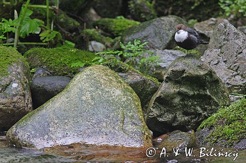 pluszcz Cinclus cinclus