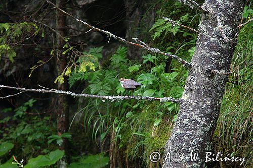 pluszcz Cinclus cinclus