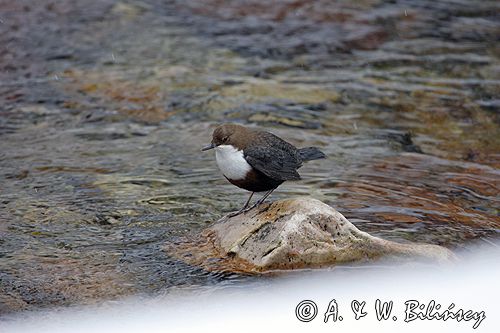 pluszcz Cinclus cinclus