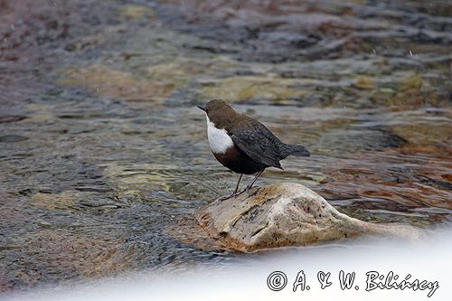 pluszcz Cinclus cinclus