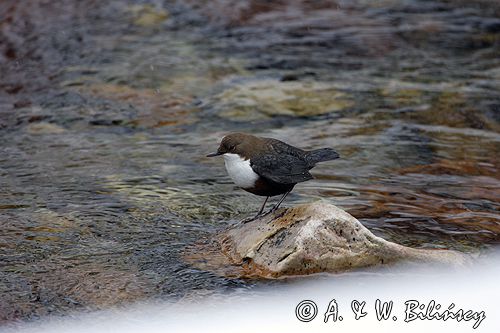 pluszcz Cinclus cinclus