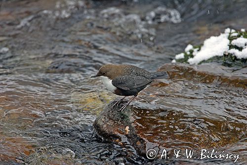 pluszcz Cinclus cinclus