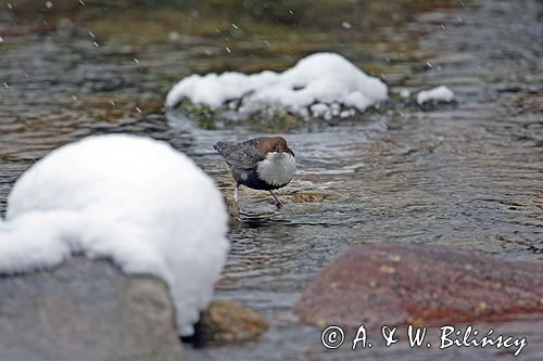 pluszcz Cinclus cinclus