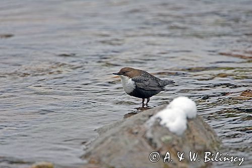 pluszcz Cinclus cinclus