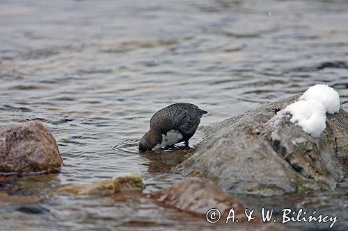 pluszcz Cinclus cinclus