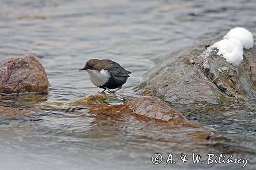 pluszcz Cinclus cinclus