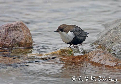 pluszcz Cinclus cinclus