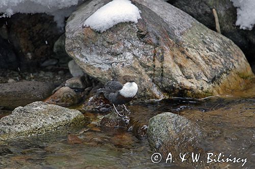 pluszcz Cinclus cinclus