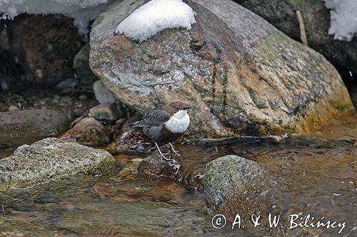 pluszcz Cinclus cinclus