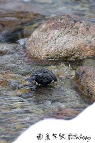 pluszcz Cinclus cinclus