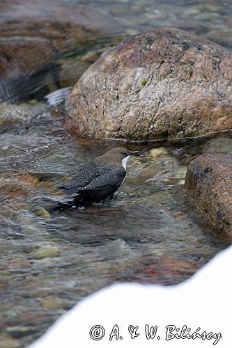 pluszcz Cinclus cinclus