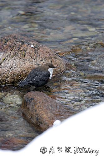 pluszcz Cinclus cinclus