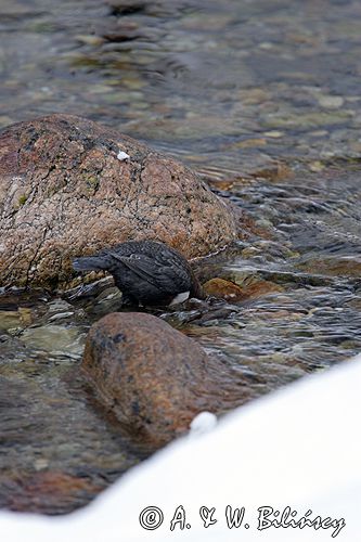 pluszcz Cinclus cinclus