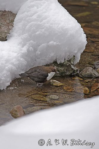 pluszcz Cinclus cinclus