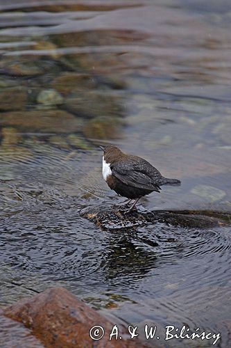 pluszcz Cinclus cinclus