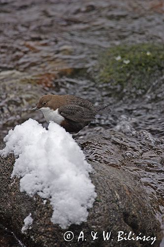 pluszcz Cinclus cinclus