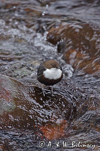 pluszcz Cinclus cinclus