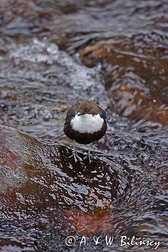 pluszcz Cinclus cinclus