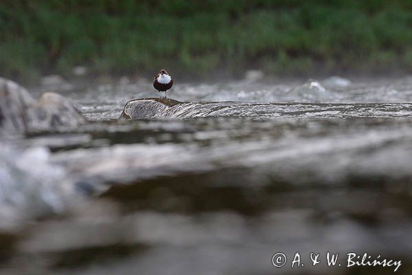 pluszcz, Cinclus cinclus