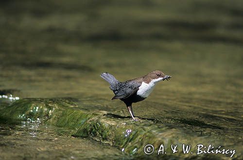 pluszcz łac: Cinclus cinclus)