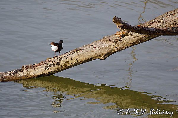 pluszcz, Cinclus cinclus
