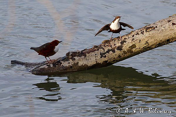 pluszcz, Cinclus cinclus