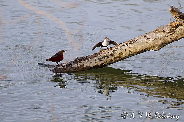 pluszcz, Cinclus cinclus