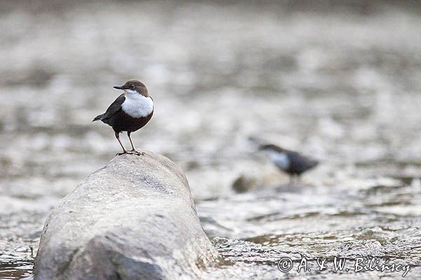 pluszcz, Cinclus cinclus