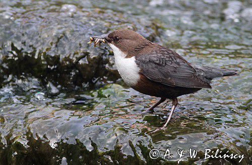 Pluszcz, Dipper, Cinclus cinclus. Fotografia przyrodnicza Bank Zdjęć A. i W. Bilińscy