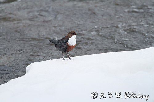 pluszcz, Cinclus cinclus