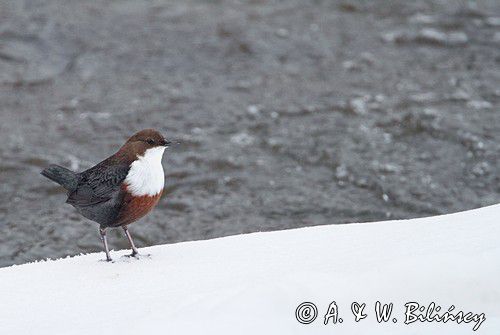 pluszcz, Cinclus cinclus