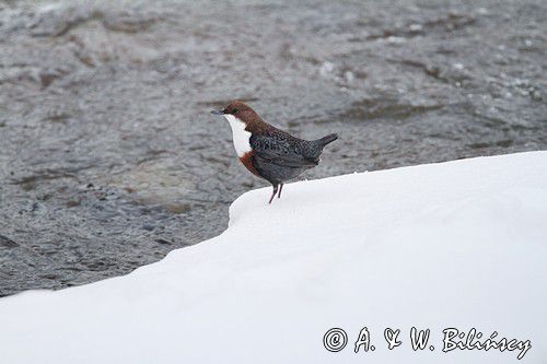 pluszcz, Cinclus cinclus