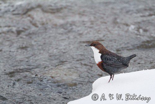 pluszcz, Cinclus cinclus