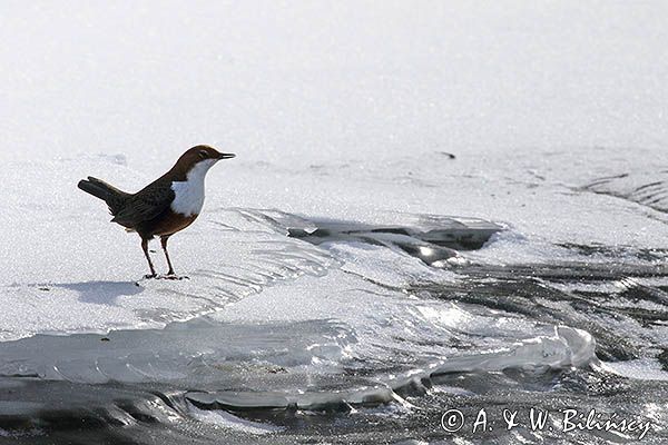 pluszcz, Cinclus cinclus