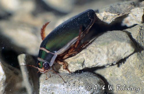 pływak żółtobrzeżek, Dytiscus marginalis