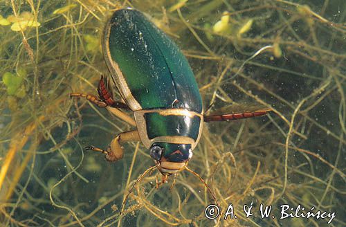 pływak żółtobrzeżek, Dytiscus marginalis