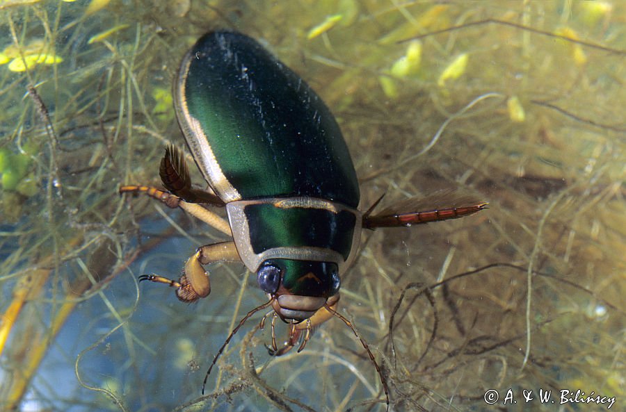 pływak żółtobrzeżek dytiscus marginalis)