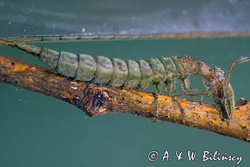 Pływak żółtobrzeżek dytiscus marginalis) - larwa pożerająca pluskolca