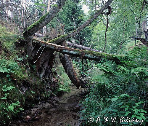 Park Narodowy Bory Tucholskie, Struga Siedmiu Jezior