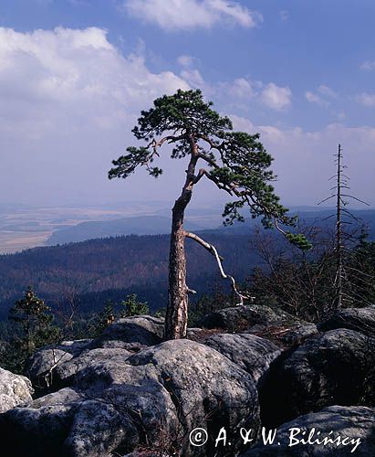 Park Narodowy Gór Stołowych, sosna w rezerwacie Szczeliniec