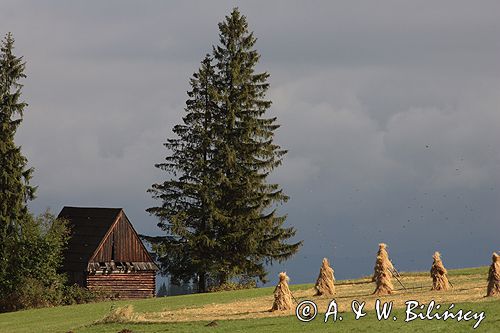 Podhale Gliczarów