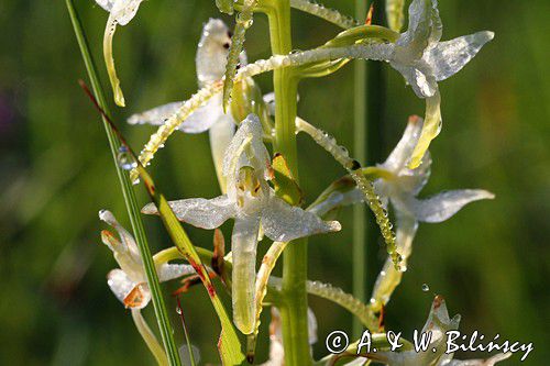 Podkolan biały, Platanthera bifolia